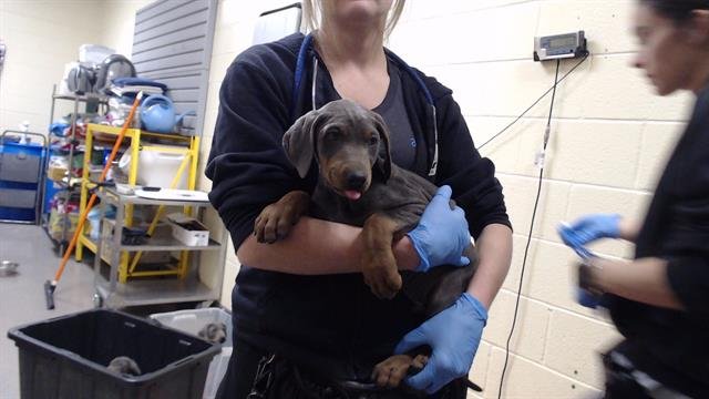 TUESDAY - Doberman Pinscher available for adoption