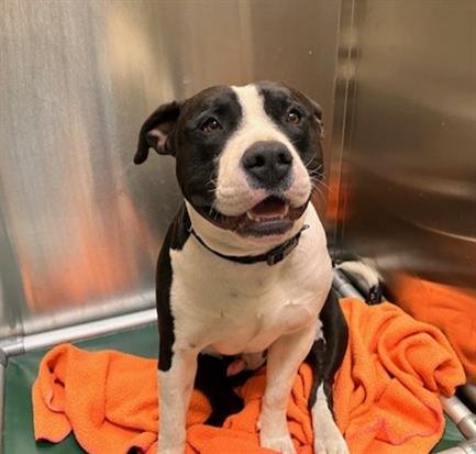 SPARKY - Labrador Retriever available for adoption