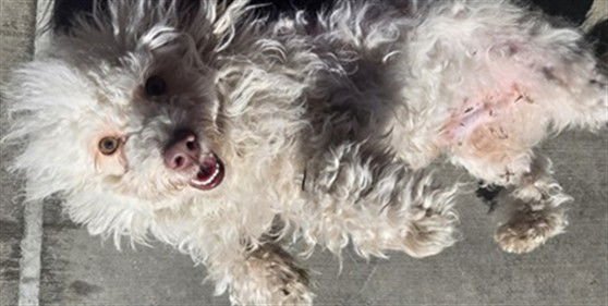 LUVBUG - Poodle (Miniature) / Maltese available for adoption