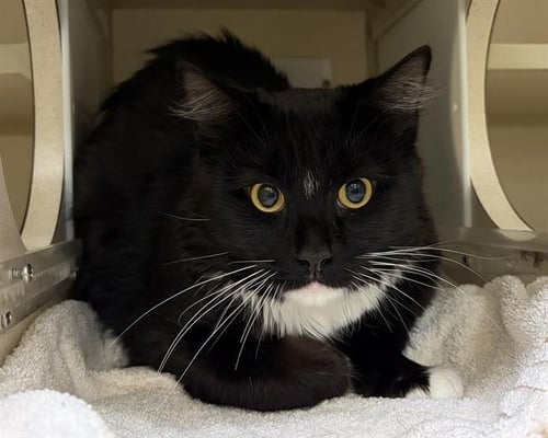 OREO COOKIE - Domestic Short Hair available for adoption