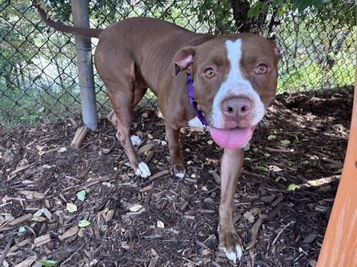 COCO - American Pit Bull Terrier available for adoption