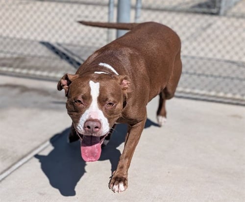 COCO - American Pit Bull Terrier for adoption in Lakewood