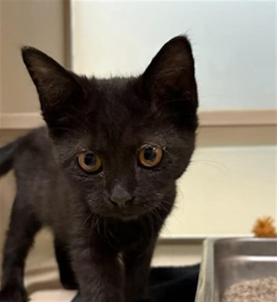 GUMDROP - Domestic Short Hair available for adoption