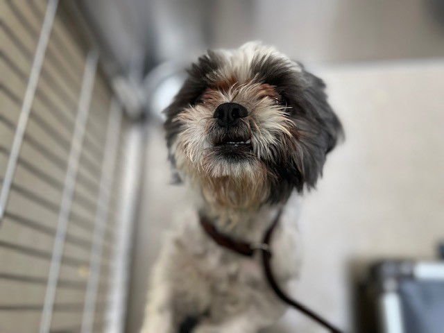 RAICHU - Shih Tzu available for adoption