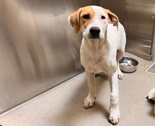 LOVELAND FROG - Labrador Retriever available for adoption