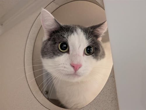 JANGO FETT - Domestic Short Hair for adoption in Westminster