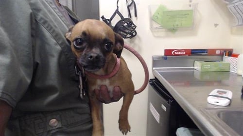 ACE OF HEARTS - Chihuahua available for adoption