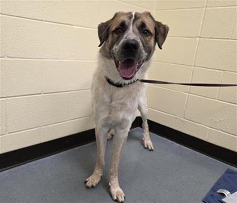 STYLIS - Great Pyrenees available for adoption