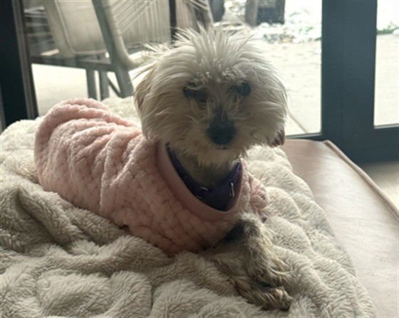 BEETLEJUICE - Yorkshire Terrier Yorkie / Poodle (Toy) available for adoption