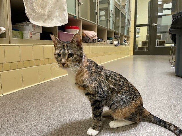 FRANK - Domestic Short Hair available for adoption