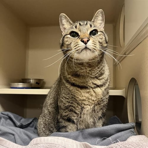 TONY - Domestic Short Hair available for adoption