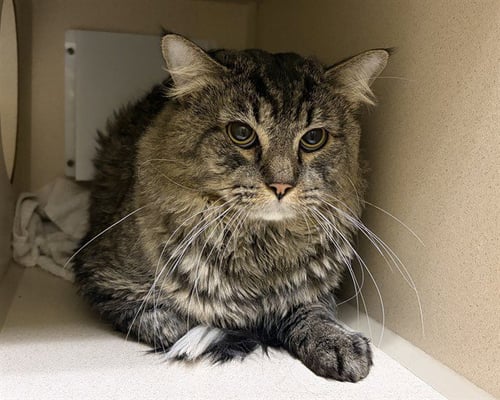 ALACARO - Domestic Medium Hair available for adoption