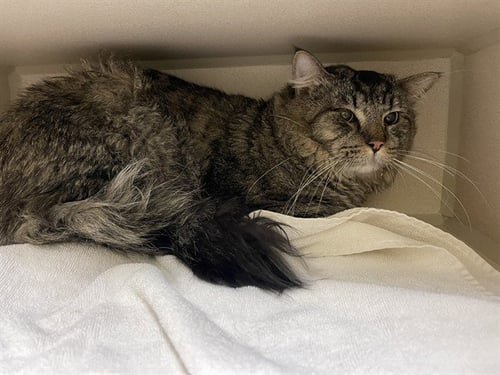 ALACARO - Domestic Medium Hair available for adoption