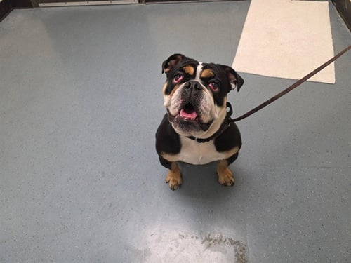 GRANBULL - English Bulldog available for adoption