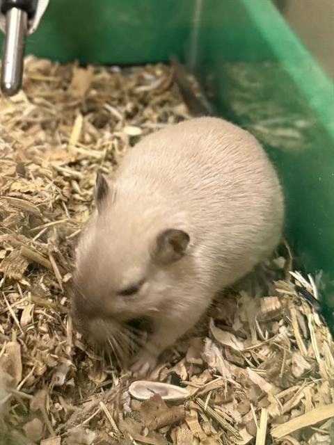 POP - Gerbil available for adoption