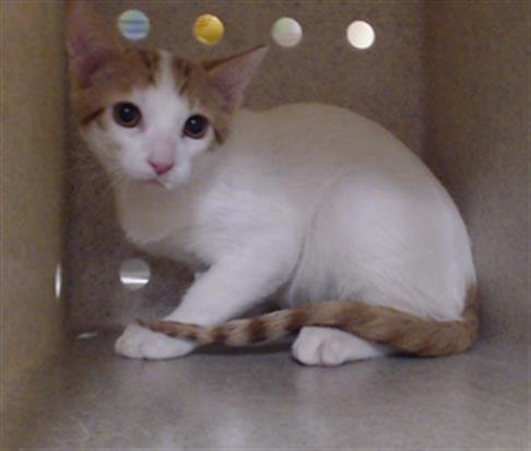 CARL - Domestic Short Hair available for adoption