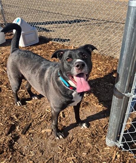 COCO PUFFS - Labrador Retriever available for adoption
