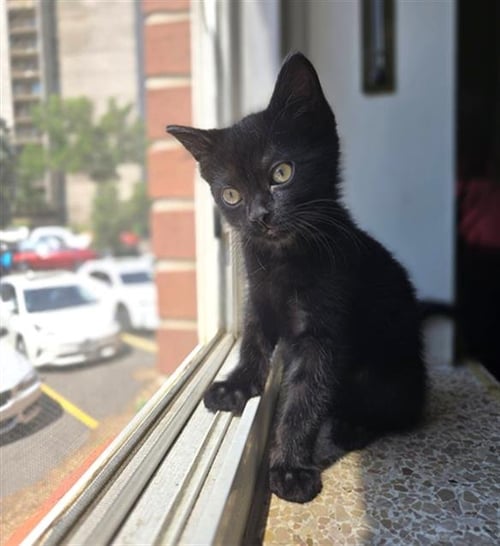 GUILLERMO - Domestic Short Hair for adoption in Arvada