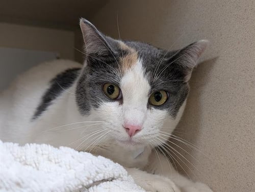 GINGER-FAITH - British Shorthair for adoption in Denver