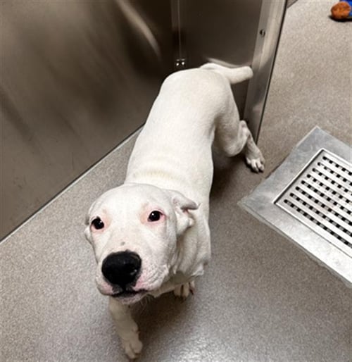 MACCAS - American Bulldog available for adoption