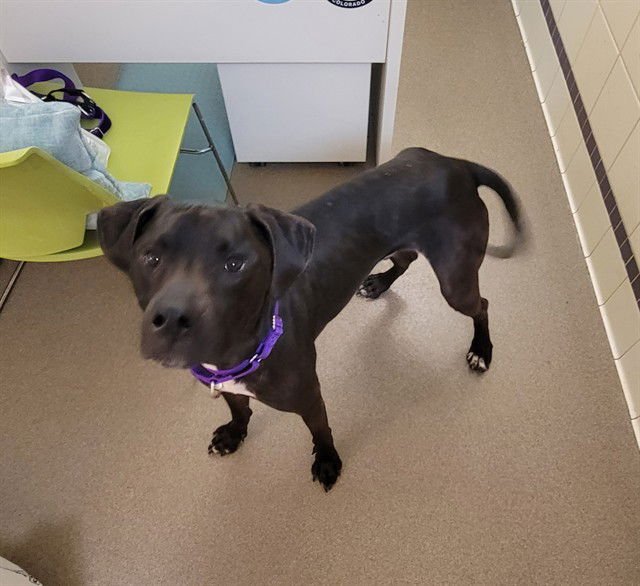 DUDLEY - Labrador Retriever available for adoption