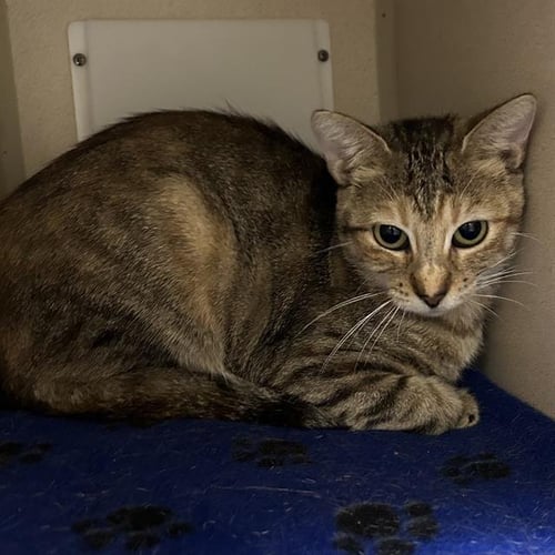 SOPHIE - Domestic Short Hair for adoption in Thornton