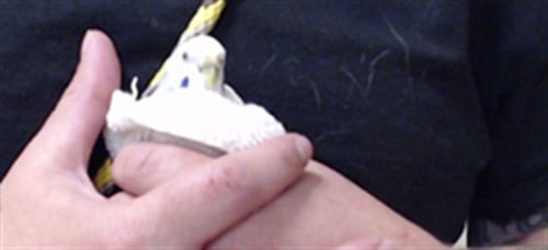CALYPSO - Parakeet - Other available for adoption