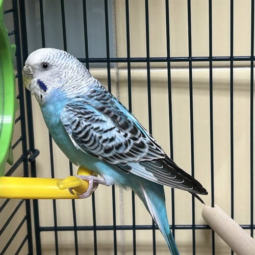 CALYPSO - Parakeet - Other available for adoption
