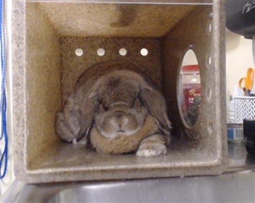 NIDOKING - Shorthaired Rabbit available for adoption