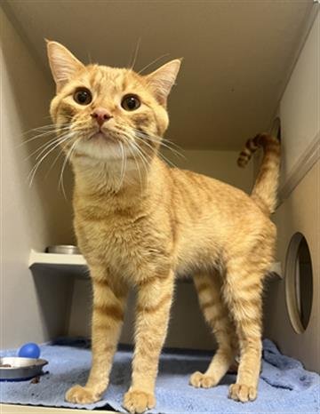 HOBBES - Domestic Short Hair available for adoption