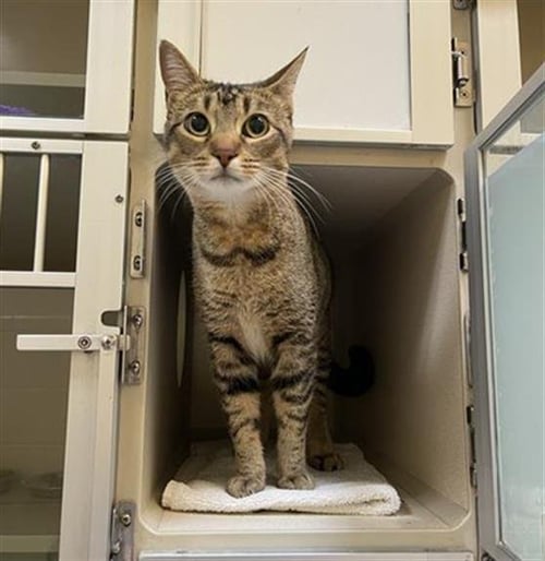 BINGO - Domestic Short Hair for adoption in Thornton
