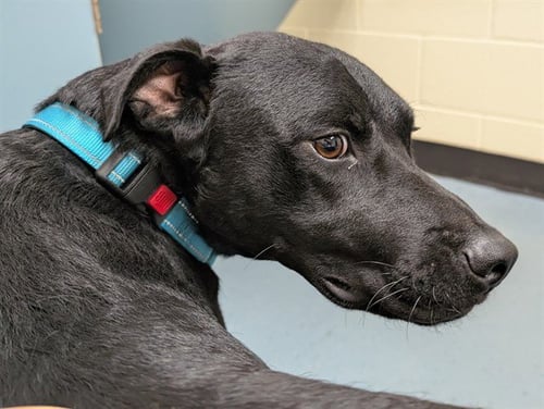 CHEWY - Labrador Retriever available for adoption