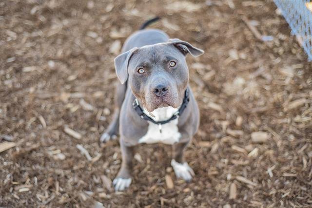 SOSA - American Staffordshire Terrier available for adoption