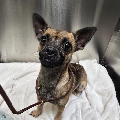 COOKIE - Chihuahua available for adoption