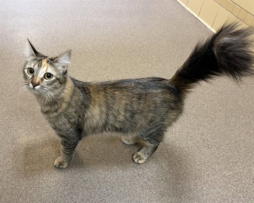 ANNIE - Domestic Medium Hair available for adoption