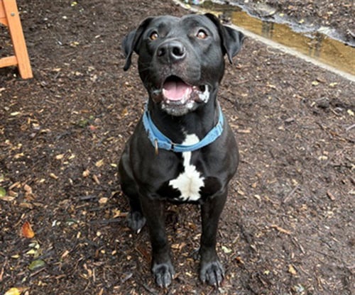 FRANKENWEENIE - Staffordshire Bull Terrier / Labrador Retriever available for adoption