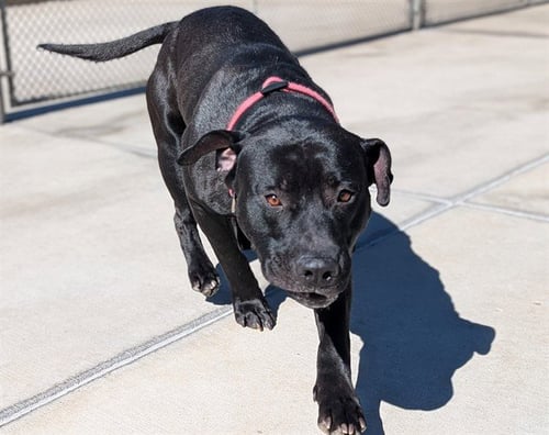 FRANKENWEENIE - Staffordshire Bull Terrier / Labrador Retriever available for adoption