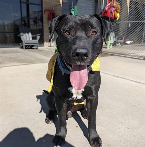 FRANKENWEENIE - Staffordshire Bull Terrier / Labrador Retriever available for adoption
