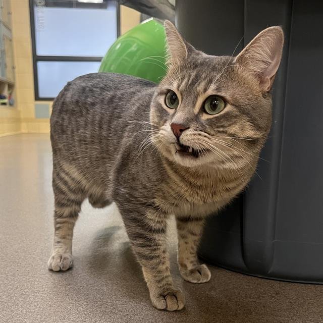 MAGELLAN - Domestic Short Hair available for adoption