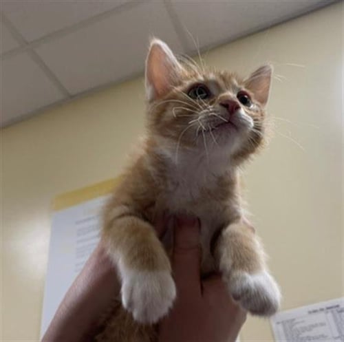 MERCURY - Domestic Short Hair available for adoption