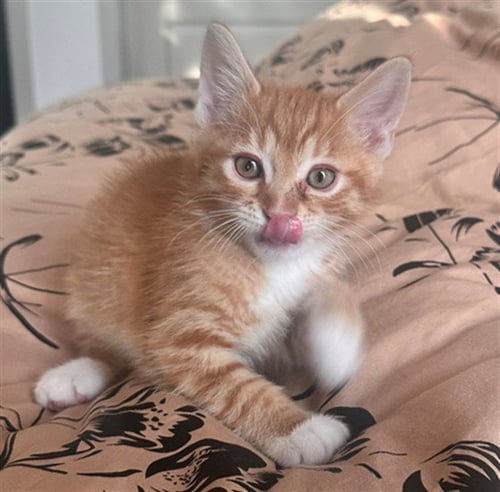 MERCURY - Domestic Short Hair available for adoption