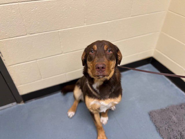 NOLA - German Shepherd Dog / Redbone Coonhound available for adoption