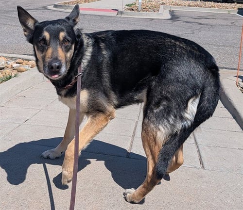 LANDESKOG - German Shepherd Dog for adoption in Denver