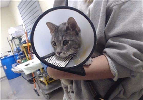 MILA - Domestic Short Hair available for adoption