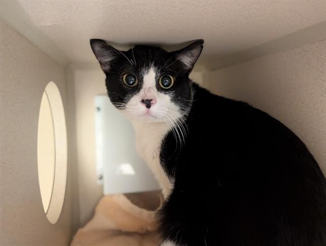 SHORESY - Domestic Short Hair available for adoption