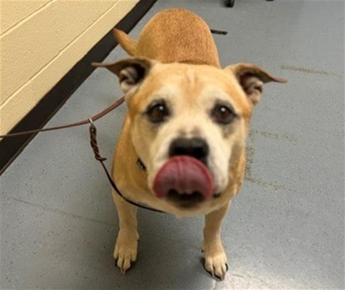 BLANKENBURG - Labrador Retriever available for adoption