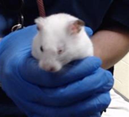 SCAR - Hamster available for adoption
