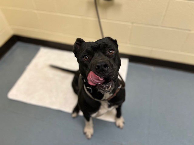 SHABADOO - American Pit Bull Terrier / American Staffordshire Terrier available for adoption