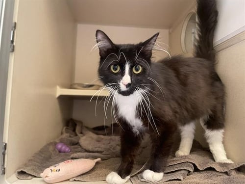 BOOTS - Domestic Medium Hair for adoption in Westminster