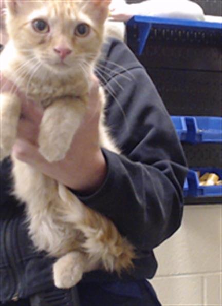 FLARION - Domestic Medium Hair available for adoption
